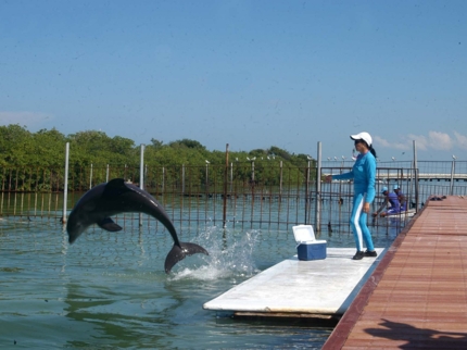 Interacting with the Dolphins at Cayo Guillermo dolphinarium