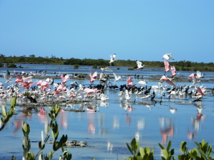 Flamingos and herons in Las salinas- "Hiking and Bird Watching"