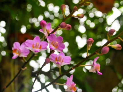 Soroa Orchidarium