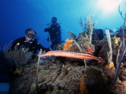 Scuba diving tour at Jardines del Rey