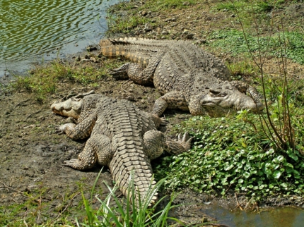 Cunagua crocodile breeding farm, Morón