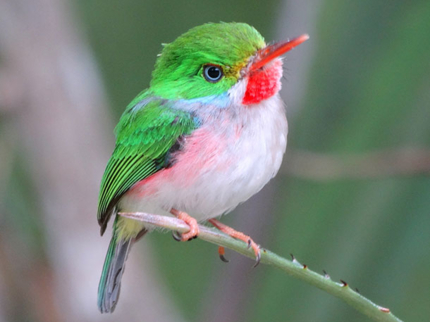 Cartacuba-“Birdwatching tour ”, Las Terrazas