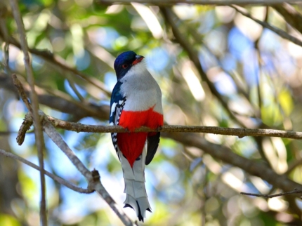 Tocororo, -“Birdwatching tour ”, Las Terrazas