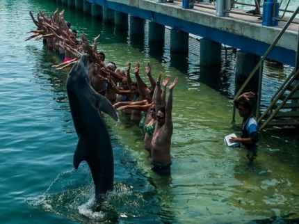 Dolphin interaction, Safari del rey jeep tour