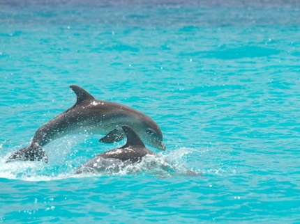 Dolphins in Cayo Coco
