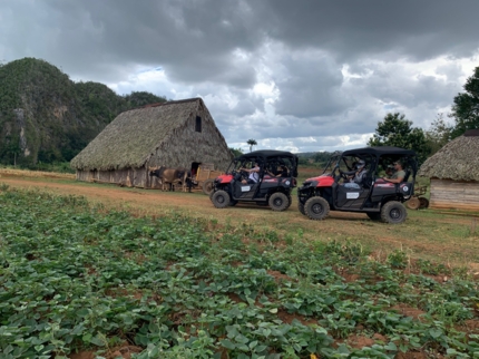 Tobacco, buggy tour, Viñales, Pinar del Rio, Cuba