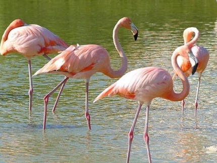 Birdwatching in Cayo Coco