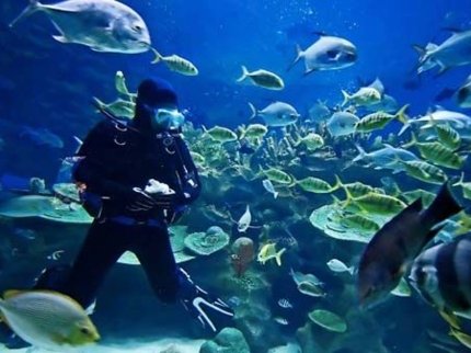 Scuba diving in Trinidad. Cuba