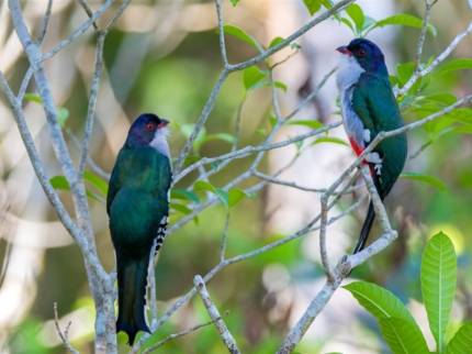 Tocororo, Cuba's national bird