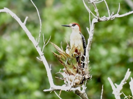 Carpintero Jabado