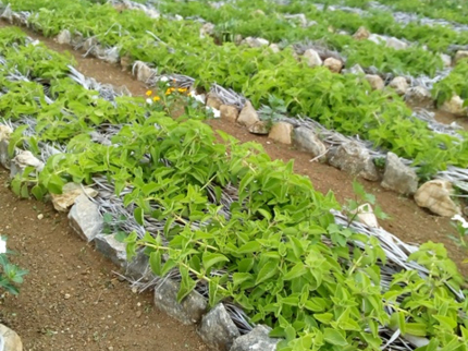 Crops of Medicinal Plants- ”Visit to the Agroecological and Medicinal Plants Farm”