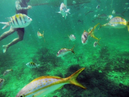 Snorkeling en las Mulaticas