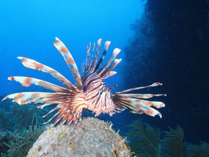 Scuba diving tour in Holguín