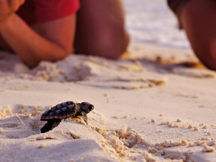 Turtle Nesting and Release Sighting" Tour