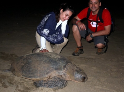 Turtle Nesting and Release Sighting" Tour