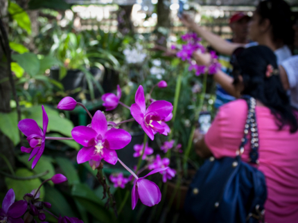 Soroa Orchid Garden