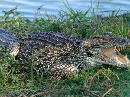 Crocodile farm, Jeep "Overnight Peninsula de Zapata"