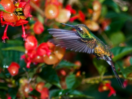 Cuban birds, Península de Zapata