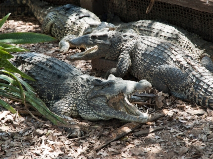 Guama’s crocodile breeding farm, Guamá tourist park