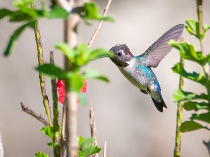 Cuban birds