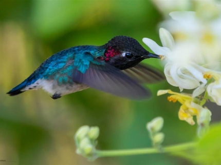 Cuban birds