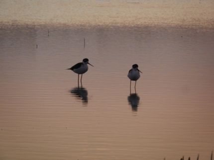 Birds in Las salinas - "Night birdwatching"