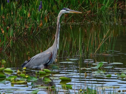 La Redonda lagoon