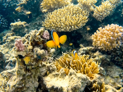 "Diving in Albacora Dive Center" Marea del Portillo Tour