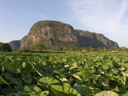 Panoramic Viñales Valley view