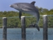 Dolphin show at Cayo Santa María dolphinarium