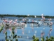 Flamingos and herons in Las salinas- "Hiking and Bird Watching"