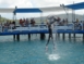 Swimming with dolphins tour at Bahía de Naranjo dolphinarium